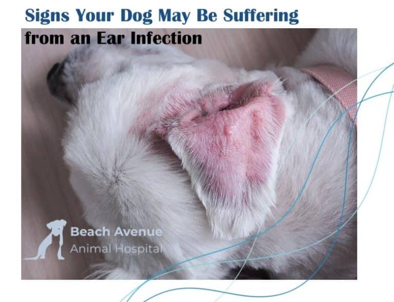 Dog suffering from ear infection with aural hematoma at Beach Avenue Animal Hospital in Vancouver