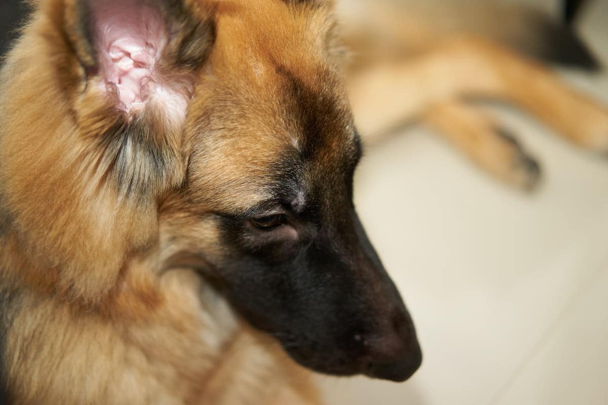 Close-up shot of a German Shepherd's ear, showing the ear’s interior