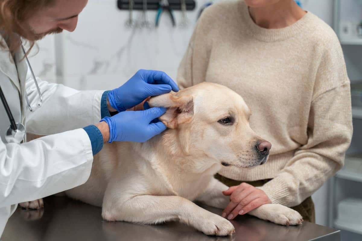 Veterinarian examining a dog's ear at the clinic for potential infection or issues