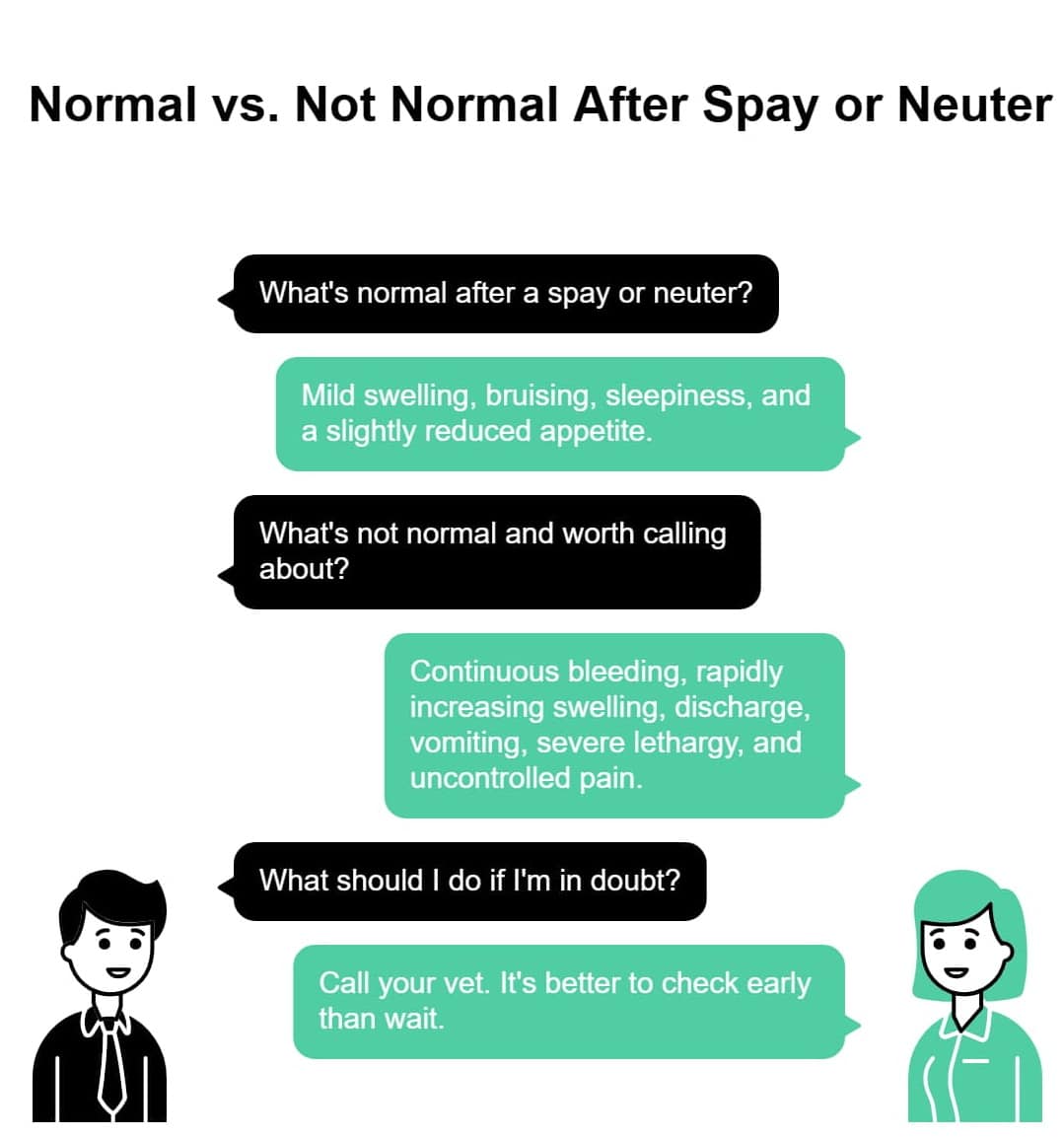 Normal vs not normal after spay or neuter infographic explaining common symptoms and warning signs that need a vet call