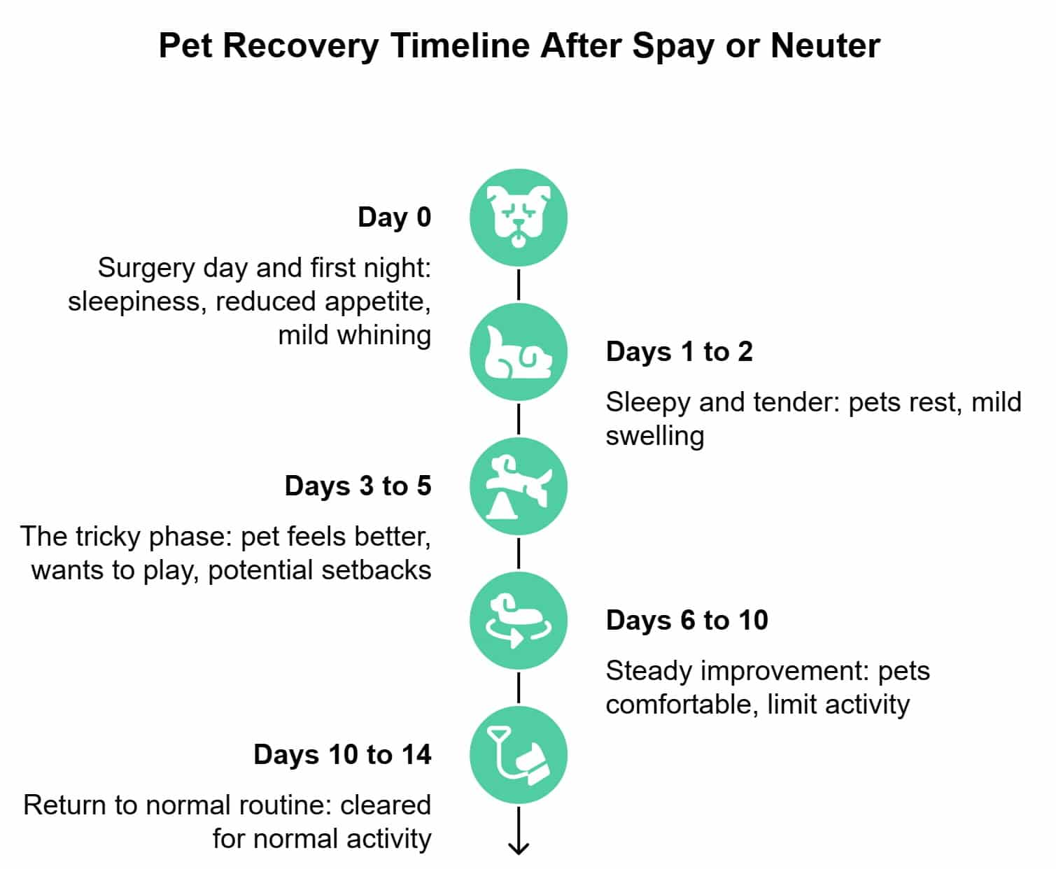 Pet recovery timeline after spay or neuter showing day 0 to day 14 milestones and home care expectations
