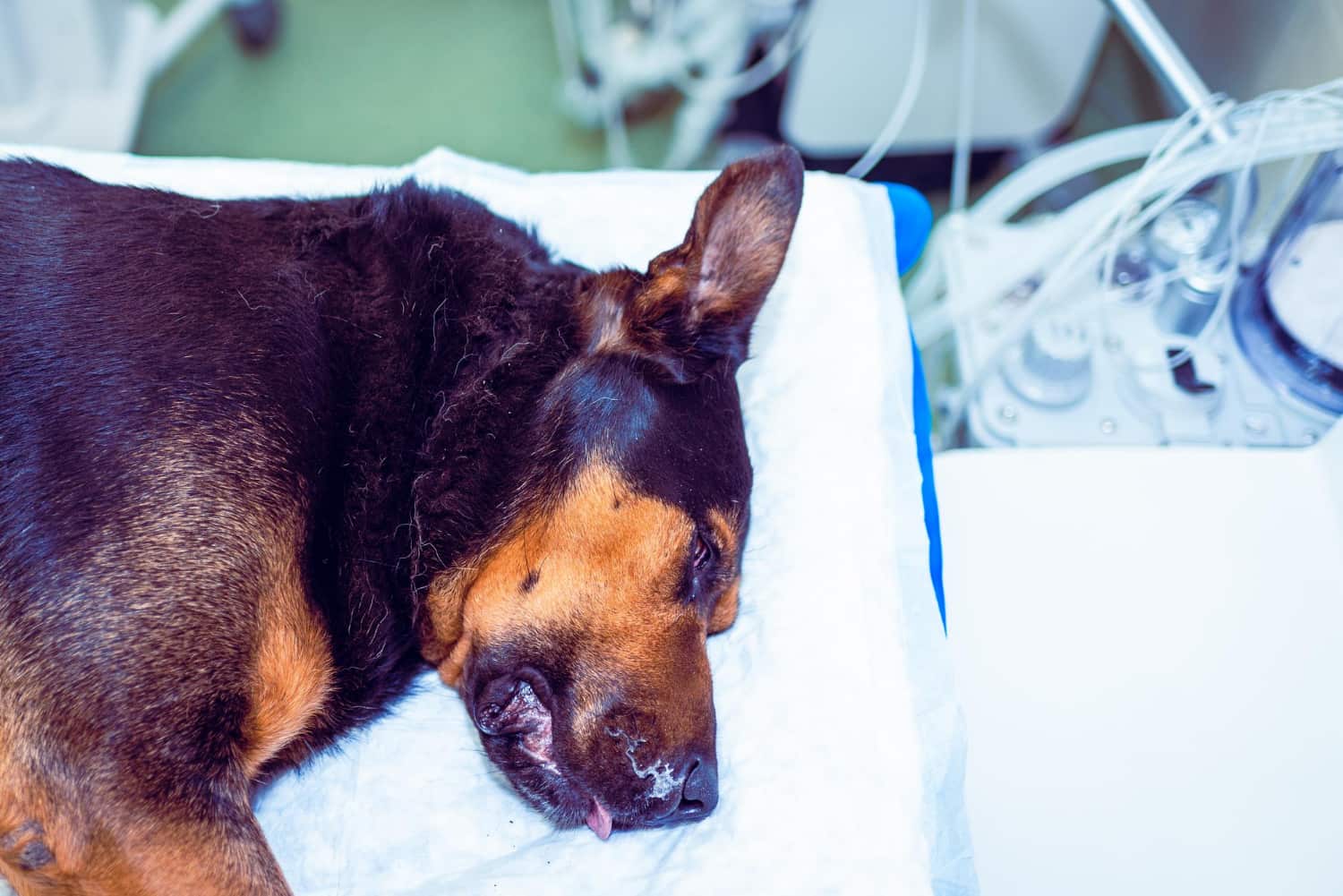 Dog resting on a recovery bed after anesthesia at a veterinary clinic in Vancouver