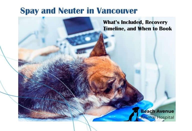 Spay and neuter surgery recovery timeline featured image for Vancouver, North Vancouver and West Vancouver pet owners