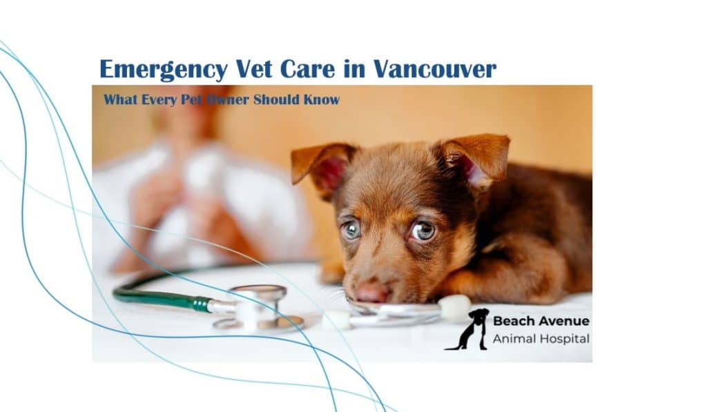 Emergency vet care for pets in Vancouver - trusted services for immediate medical attention.