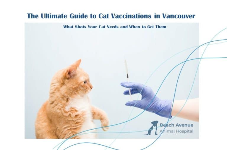 A cat receiving its vaccination at Beach Avenue Animal Hospital in Vancouver, illustrating the importance of timely vaccinations for cats