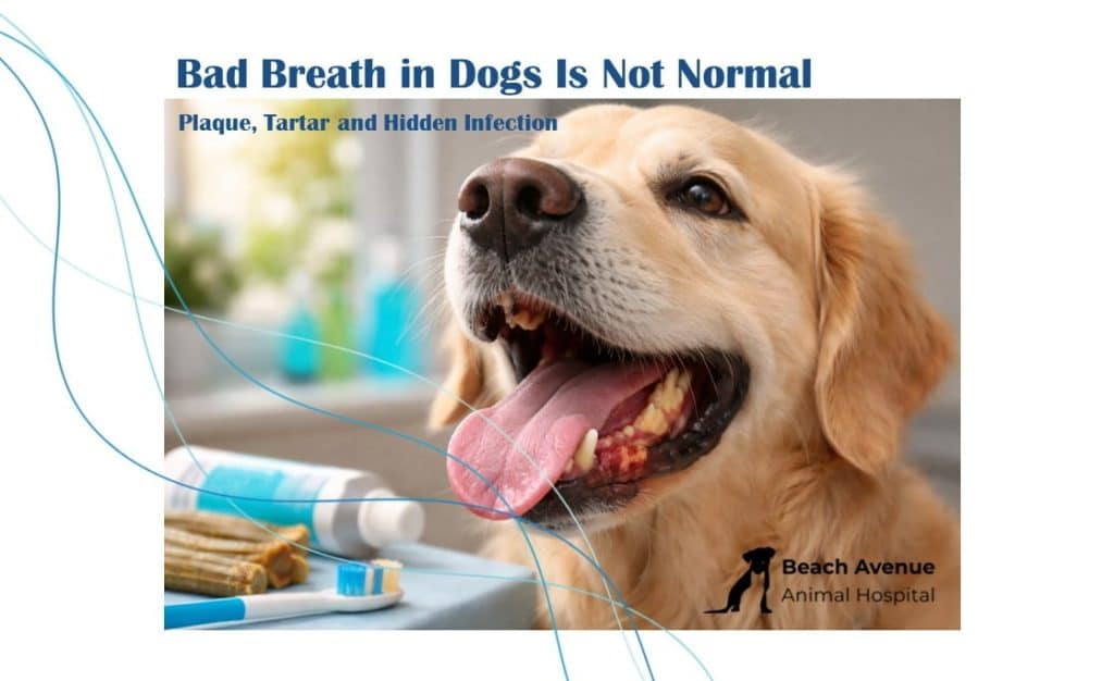 Dog with visible plaque and tartar buildup showing early signs of dental disease.