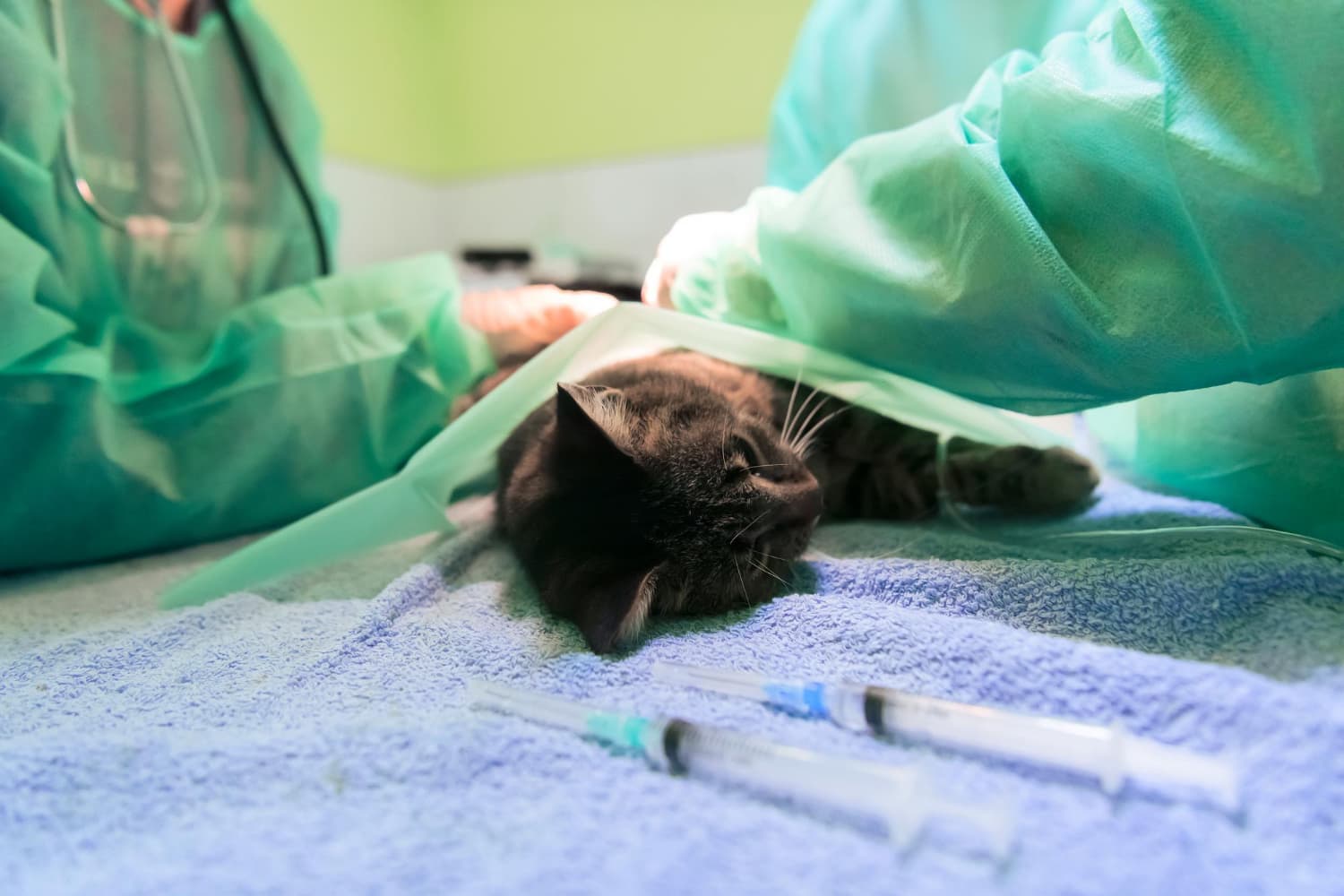 Veterinary care for cats - emergency treatment and surgery at animal hospital