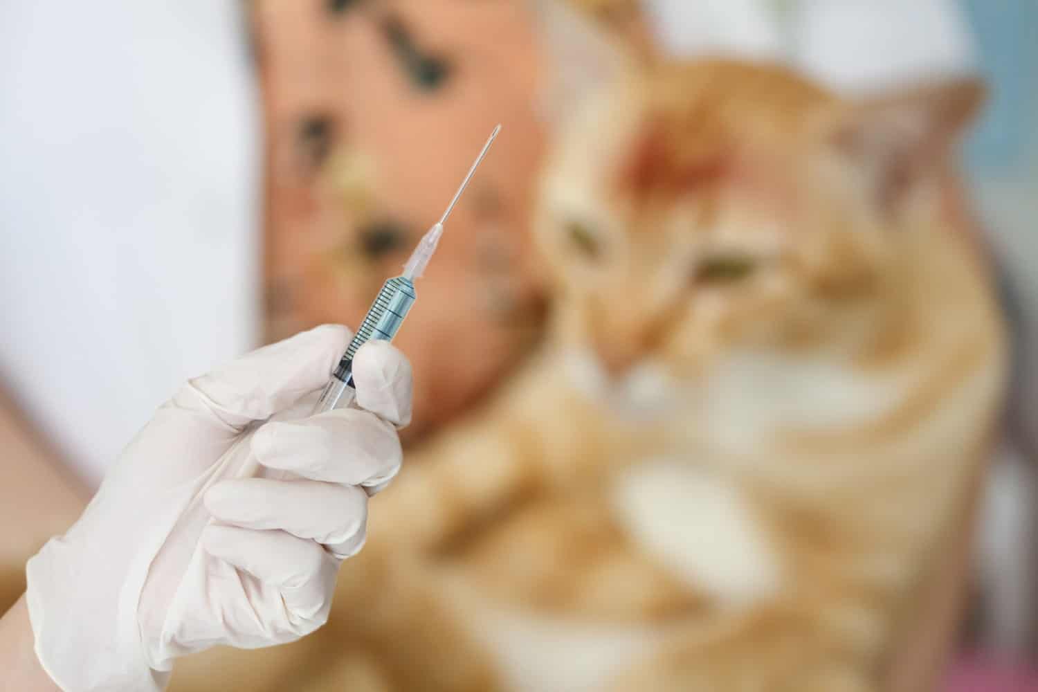 Veterinarian holding a syringe for a cat vaccination at Beach Avenue Animal Hospital in Vancouver