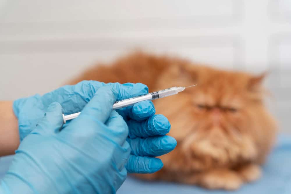 Veterinarian holding a vaccination syringe for a cat at Beach Avenue Animal Hospital in Vancouver