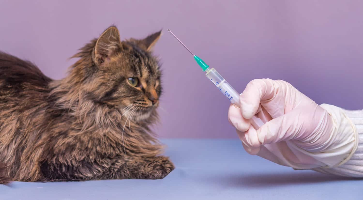Veterinarian preparing a vaccine syringe for a cat at Beach Avenue Animal Hospital in Vancouver