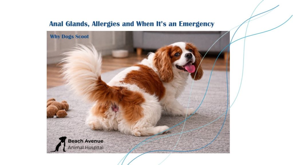 Cavalier King Charles Spaniel scooting on carpet due to anal gland irritation.