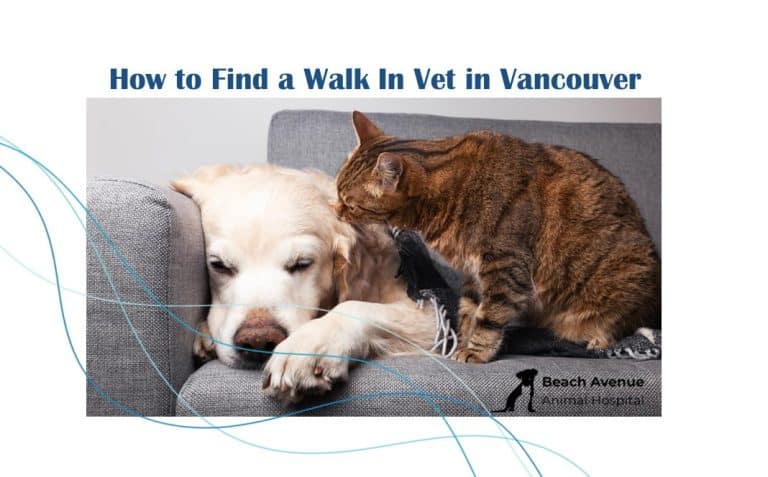 Dog and cat resting together for a blog about finding a walk in vet in Vancouver