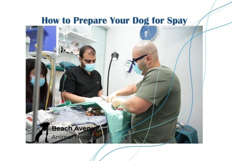 Veterinarian Dr. Omid Mavedati performing spay surgery (ovariohysterectomy) on a dog at Beach Avenue Animal Hospital in Vancouver