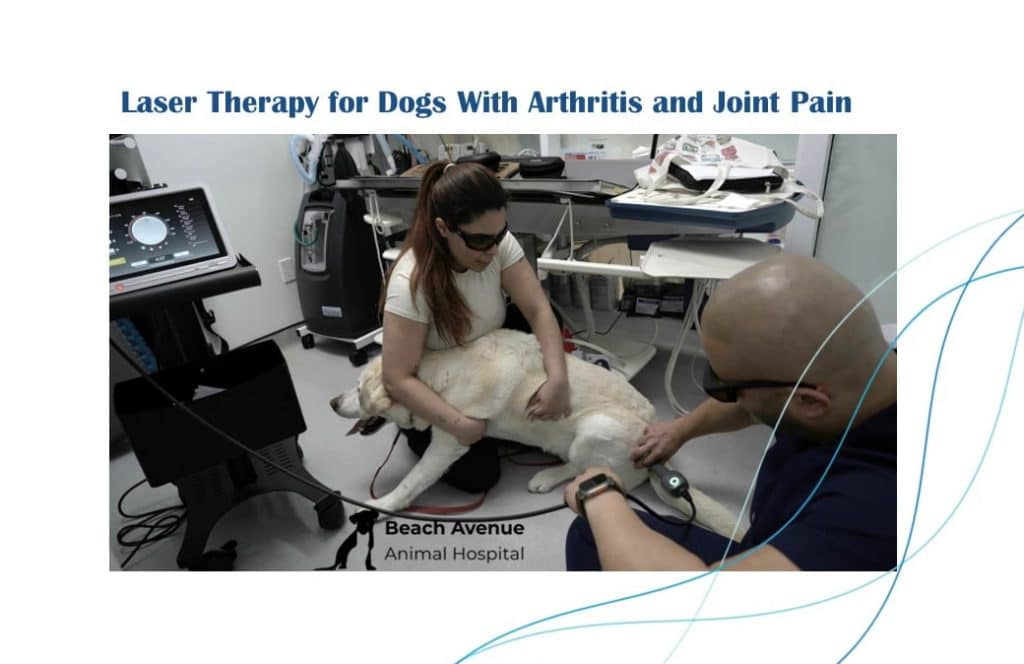 Veterinarian (Dr. Omid Mavedati) performing laser therapy treatment on a dog with arthritis at a veterinary clinic in Vancouver