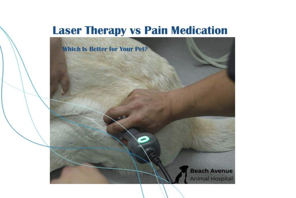 Laser therapy for dogs with arthritis and joint pain, showing a veterinary technician applying cold laser therapy to a dog's body.