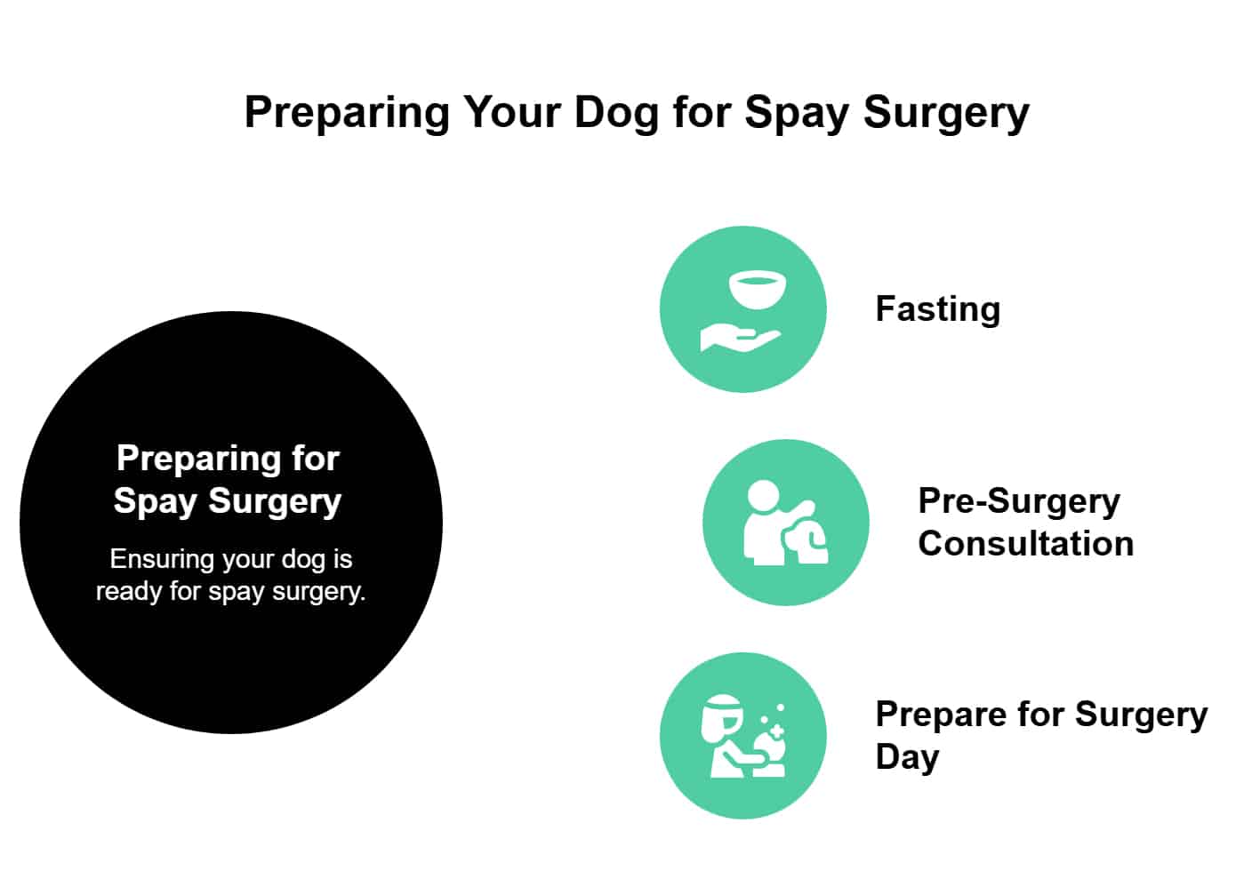 Visual guide to preparing your dog for spay surgery – fasting, consultation, surgery day prep.
