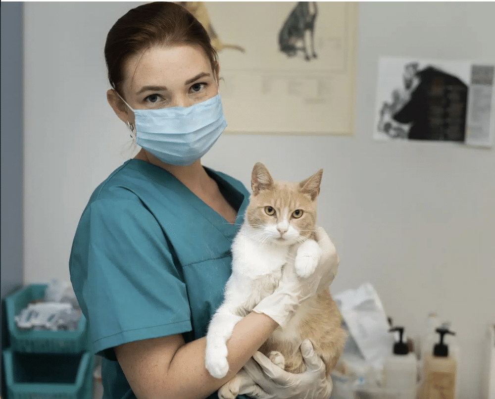 Does My Cat Need Dental Cleaning in Vancouver, North Vancouver & West Vancouver?