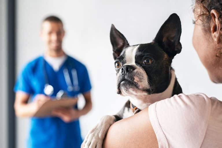 How Much Is a Vet Visit in Vancouver (2026 Cost Guide)