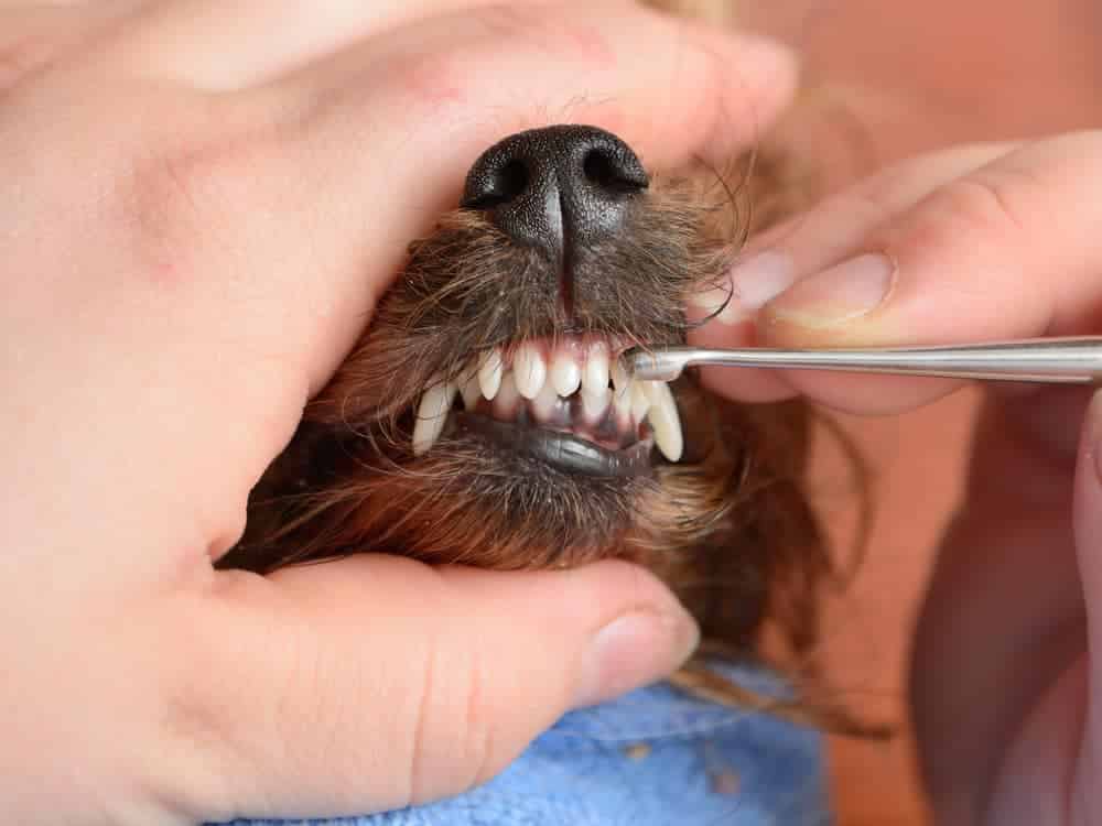 Signs Your Dog Needs Teeth Cleaning