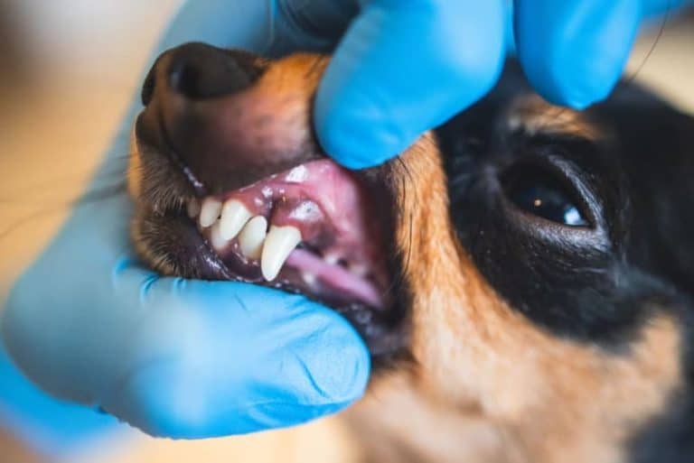 Signs Your Dog Needs Teeth Cleaning