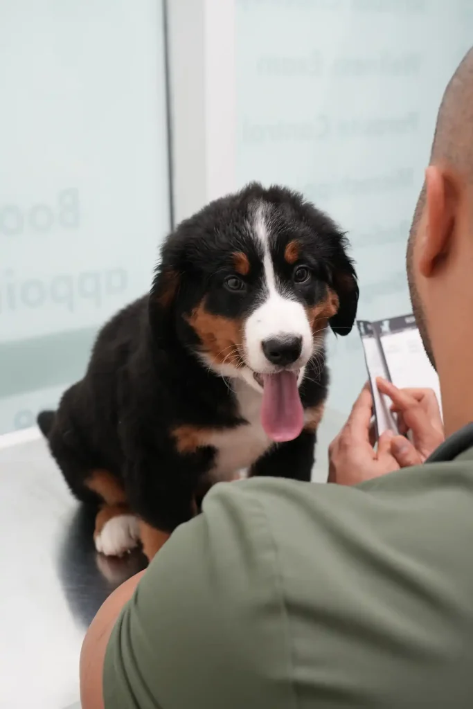 Dog Diarrhea Causes, Symptoms