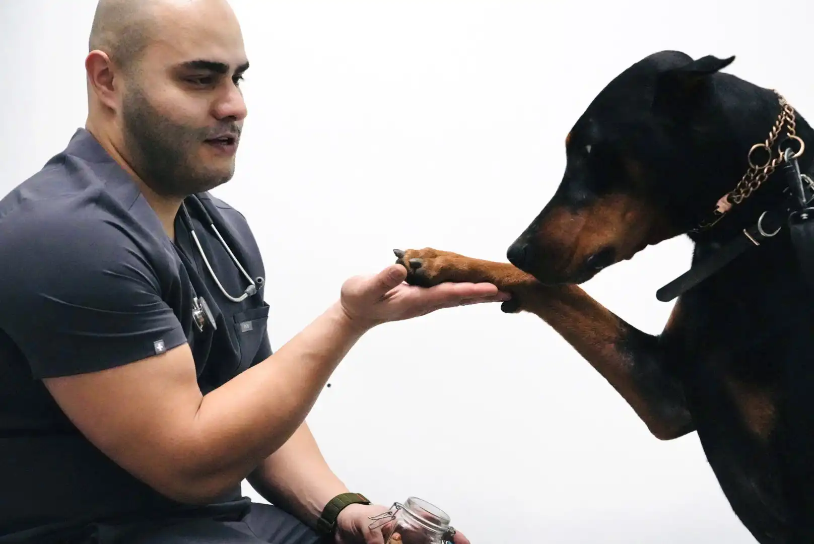 paw licking in dogs
