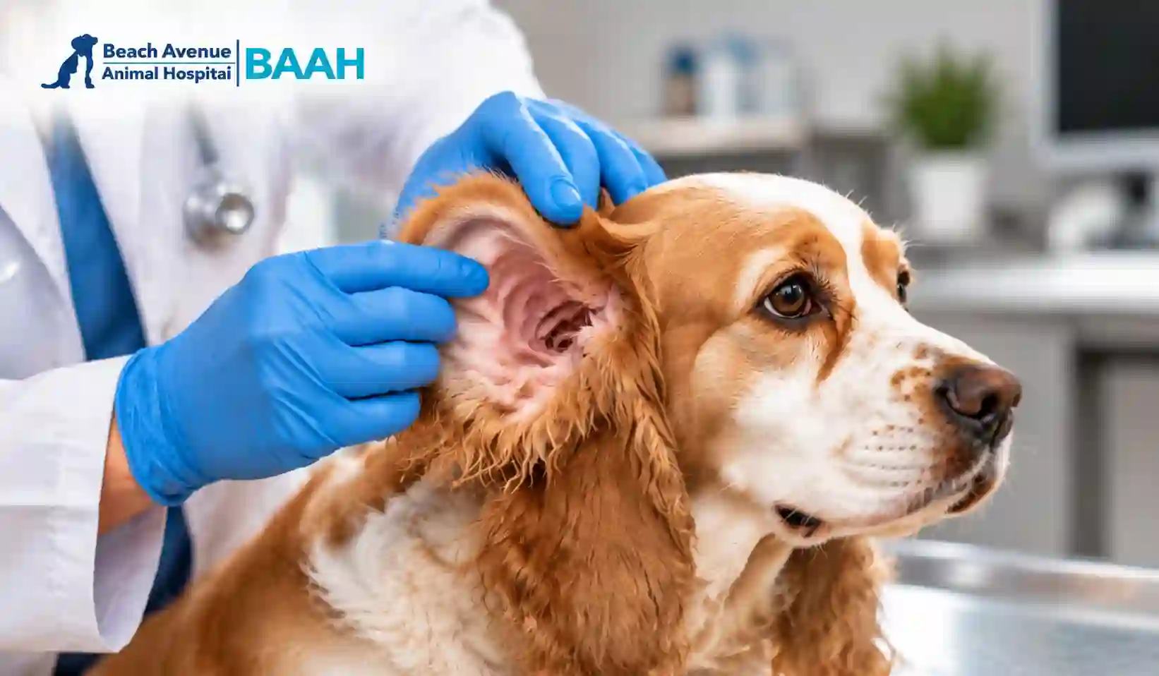 Dog Shaking Head Causes