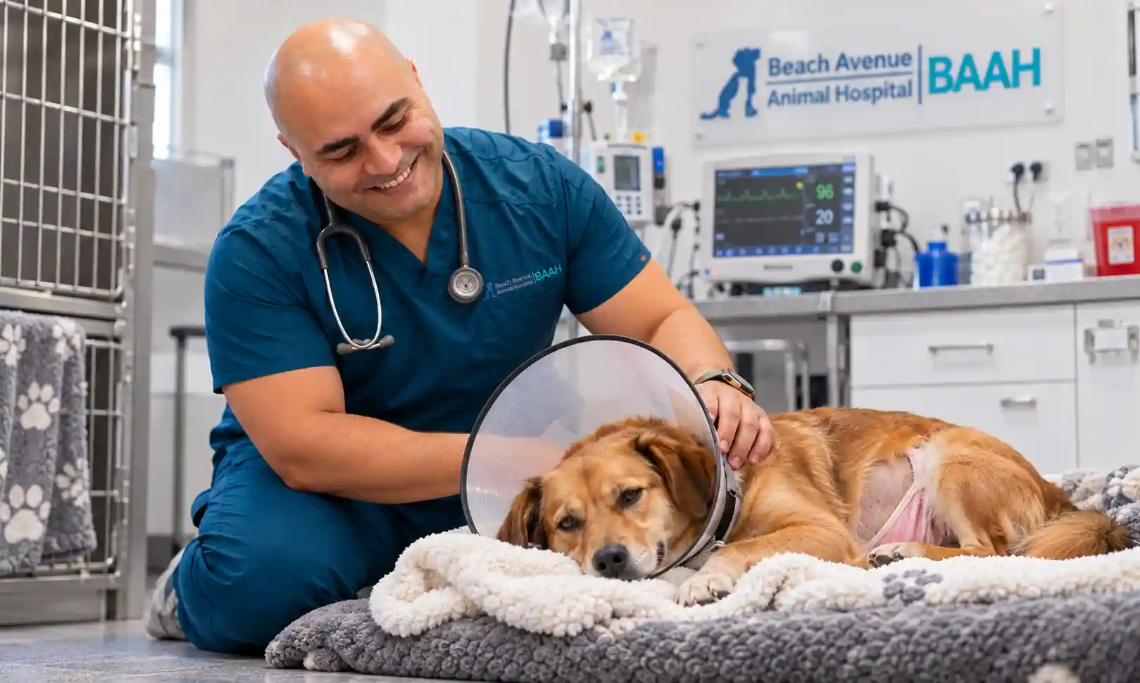 dog behavior after spaying